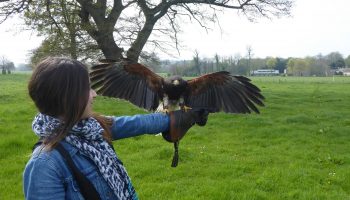 Hawk Flying with Bath Insider Tours
