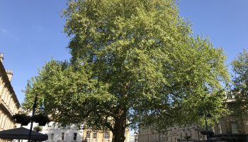 forest of imagination